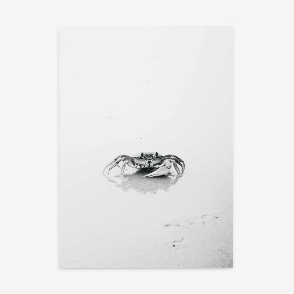 Fine Art Print — coastal-wall-art, crab-photography print