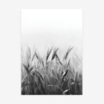 Fine Art Print — wheat-field-photography, black-and-white-nature-print print