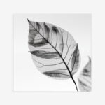 Fine Art Print — botanical-art-print, black-and-white-photography-art-prints print