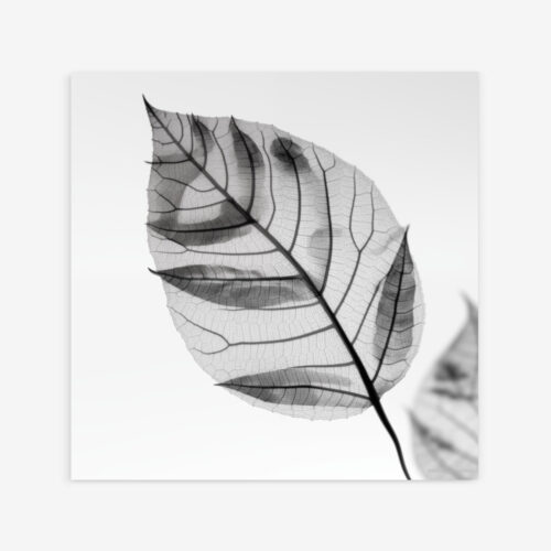 Fine Art Print — botanical-art-print, black-and-white-photography-art-prints print