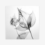 Fine Art Print — black-and-white-photography-art-prints, botanical-art-print print