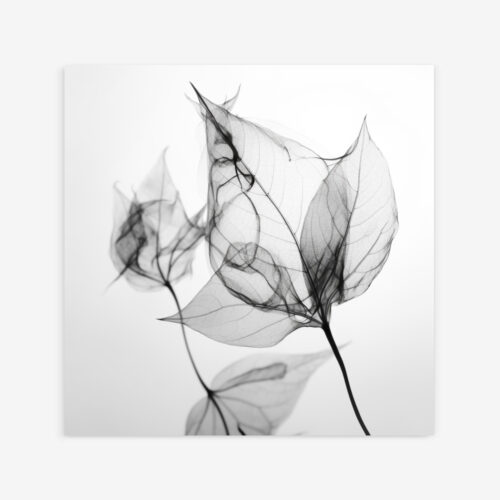 Fine Art Print — black-and-white-photography-art-prints, botanical-art-print print