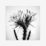 Fine Art Print — black-and-white-photography-art-prints, botanical-art-print print